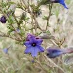 Lithodora fruticosaFlower