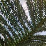 Araucaria columnaris Hoja