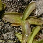 Pinguicula longifolia Hábito