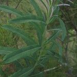 Epilobium angustifolium برگ