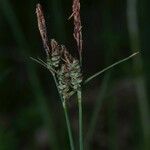 Carex tomentosa 花
