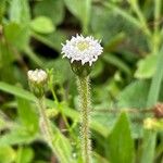 Melanthera nivea Voninkazo