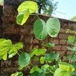 Bauhinia purpurea Leaf