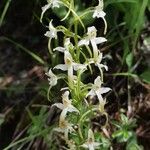 Platanthera bifolia 花