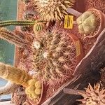 Gymnocalycium saglionis 葉