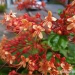 Clerodendrum paniculatum 花