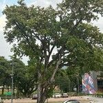 Syzygium grande Hoja