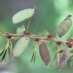 Chamaecrista kunthiana Fruit