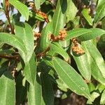 Croton gratissimus Leaf