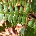Dryopteris filix-mas Feuille