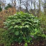 Fatsia japonica 形態