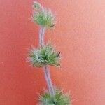 Sideritis fruticulosa फूल
