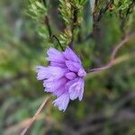 Dipterostemon capitatus Flower