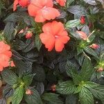 Impatiens hawkeri Ліст