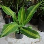 Dracaena fragrans Hostoa