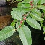 Ficus tinctoria Folha