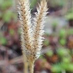 Lycopodium clavatum Frukto