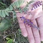 Amorpha canescens 花