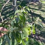 Acacia auriculiformis برگ