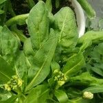 Matthiola incana Hoja