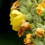 Verbascum thapsus Ostatní