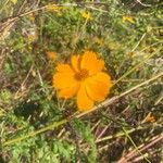 Cosmos sulphureusFlower