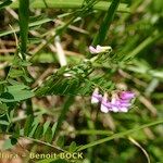 Vicia cassubica Arall