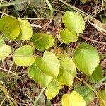 Cissus rubiginosa Ліст