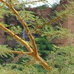 Vachellia nilotica Folha