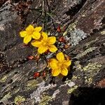 Hypericum australe Flower