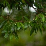 Muntingia calabura Fruit