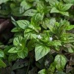 Staurogyne miqueliana Flor