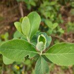 Lonicera etruscaLeaf