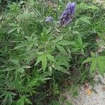 Vitex agnus-castus Habitus