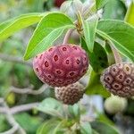 Cornus capitata Fruto