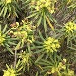 Euphorbia regis-jubae Folha