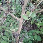Indigofera suffruticosa പുറംതൊലി