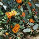 Lantana camaraKvet