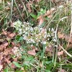 Valeriana tripteris പുഷ്പം