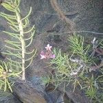 Campylanthus salsoloides Flor