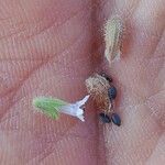 Salvia aegyptiaca 果實