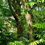 Juglans mandshurica Bark