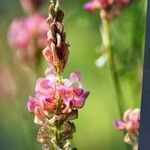 Onobrychis arenaria Blüte