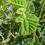 Grewia villosa Leaf