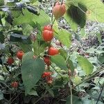 Physalis alkekengi Habit