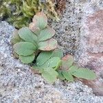 Polypodium hesperium Blad