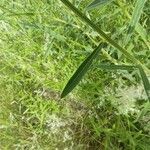 Crotalaria juncea Blad