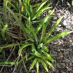 Bromelia plumieri (E.Morren) L.B.Sm.Alkat (teljes növény)