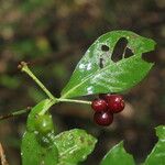 Psychotria orosiana Fruit