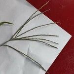 Digitaria ischaemum পাতা